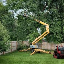 Best Storm Damage Tree Cleanup  in Orosi, CA