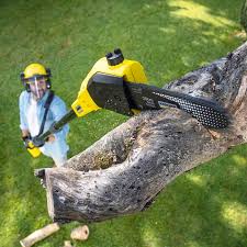 Best Tree Removal  in Orosi, CA