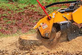 Trusted Orosi, CA Tree Care Experts