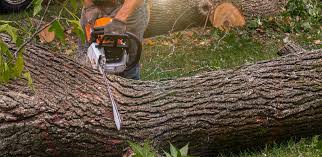 Best Lawn Fertilization  in Orosi, CA