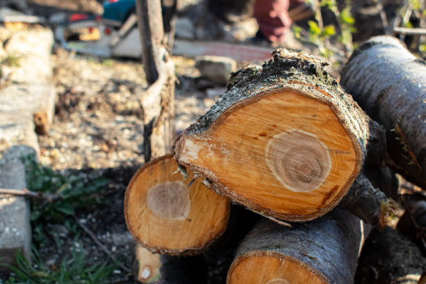 Best Tree Mulching  in Orosi, CA