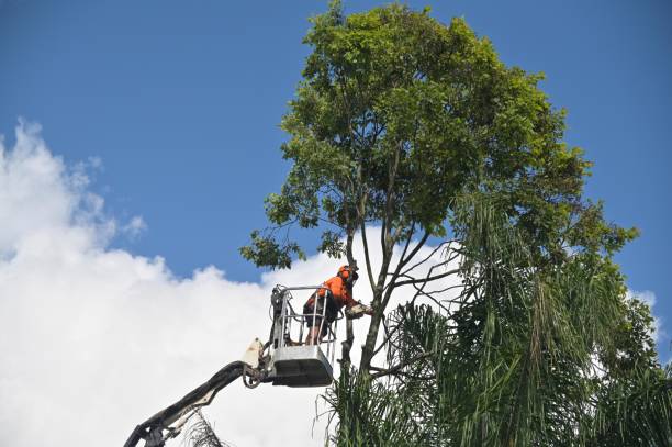 Best Tree Disease Treatment  in Orosi, CA