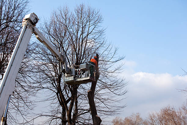 Best Firewood Processing and Delivery  in Orosi, CA